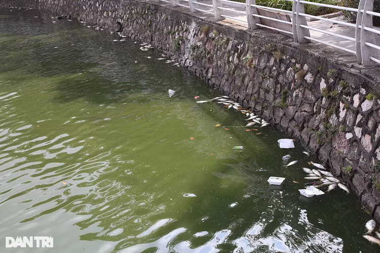 Ca chet nhieu noi khap mat nuoc ho Tay-Hinh-9