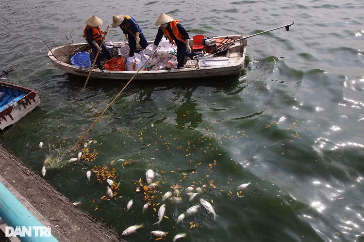 Ca chet nhieu noi khap mat nuoc ho Tay-Hinh-6