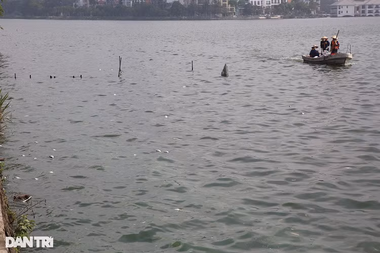 Ca chet nhieu noi khap mat nuoc ho Tay-Hinh-5