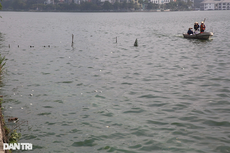 Ca chet nhieu noi khap mat nuoc ho Tay-Hinh-5