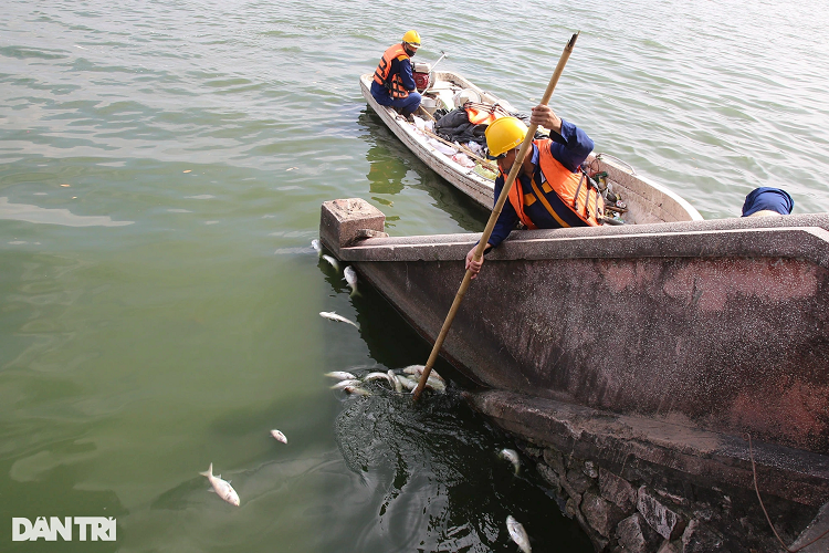 Ca chet nhieu noi khap mat nuoc ho Tay-Hinh-10