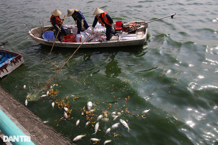 Ca chet nhieu noi khap mat nuoc ho Tay-Hinh-6