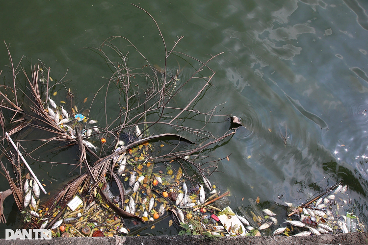 Ca chet nhieu noi khap mat nuoc ho Tay-Hinh-8