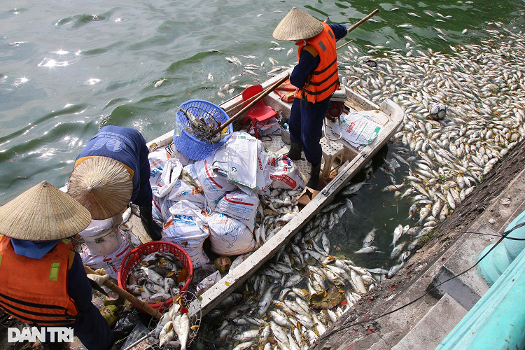 Ca chet nhieu noi khap mat nuoc ho Tay-Hinh-12