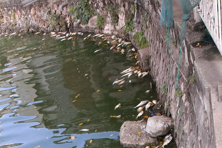 Ca chet nhieu noi khap mat nuoc ho Tay-Hinh-4