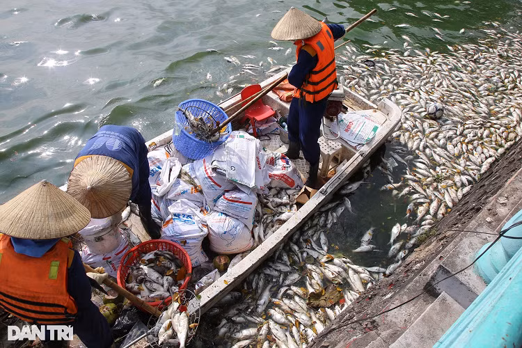 Ca chet nhieu noi khap mat nuoc ho Tay-Hinh-12