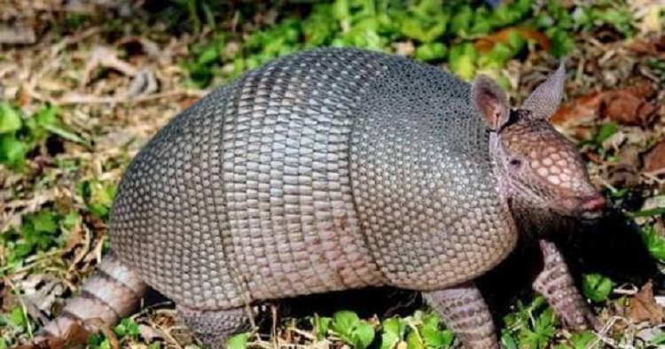 Nguoi dan ong giang bay ke trom ga nhung lai tom duoc 'sinh vat la'-Hinh-5