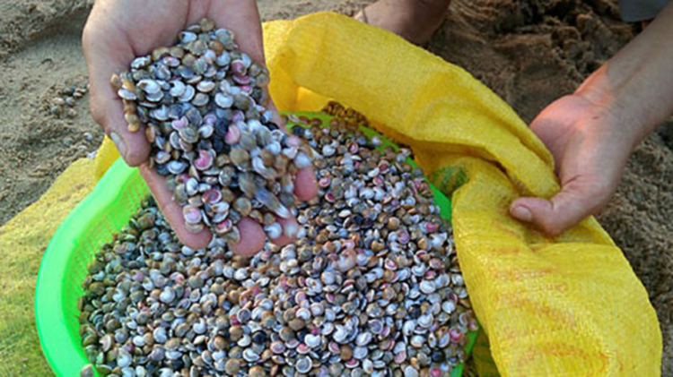 Với những ai sinh ra và lớn lên ở vùng đất duyên hải miền Trung thì món ốc ruốc (hay còn gọi là ốc lể) đã không còn quá xa lạ.