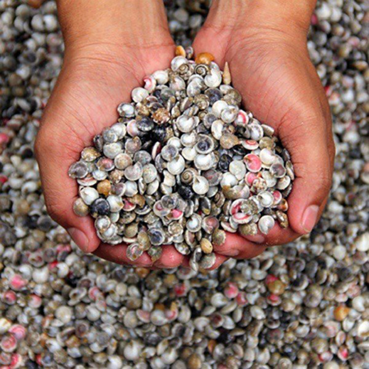 Loại ốc này sở hữu kích cỡ khá nhỏ, màu sắc rực rỡ bắt mắt. Chúng thường xuất hiện khá nhiều ở vùng biển miền Trung Việt Nam, nhất là vùng biển Quảng Nam, Quảng Ngãi 