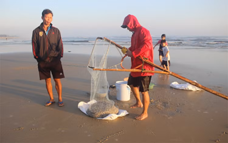 Mỗi bao thương lái thu mua khoảng 500.000 đồng/bao. Sau khi trừ tất cả chi phí, mỗi người có thể kiếm được từ 3-4 triệu đồng/ngày. 