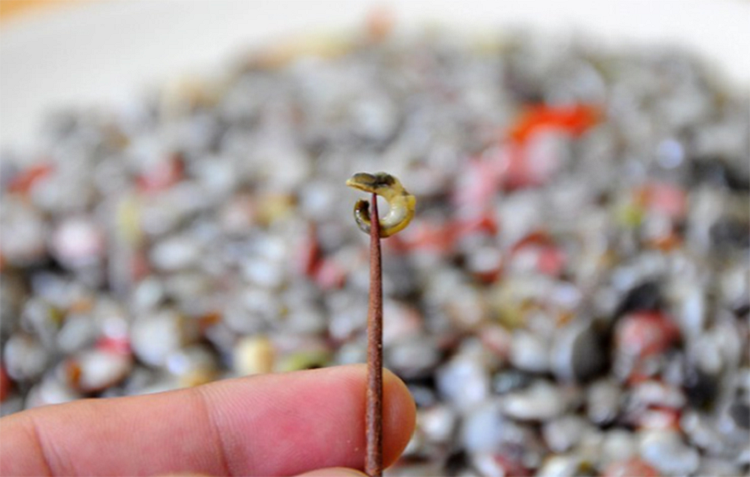 Khác với những loại ốc khác ốc này sở hữu kích cỡ cực kỳ nhỏ, chỉ bằng hạt nút áo, vì thế nhiều người ngại ăn vì lể rất mất thời gian