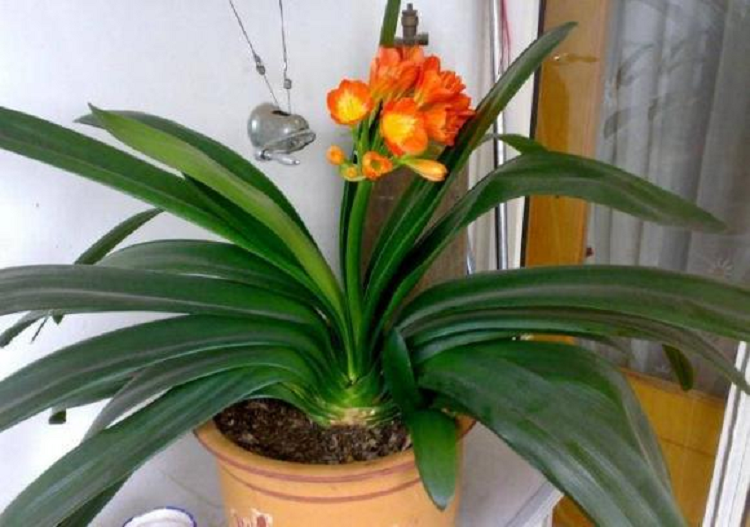 2 loai “cay may man” trong phong khach, tai loc vuong phat