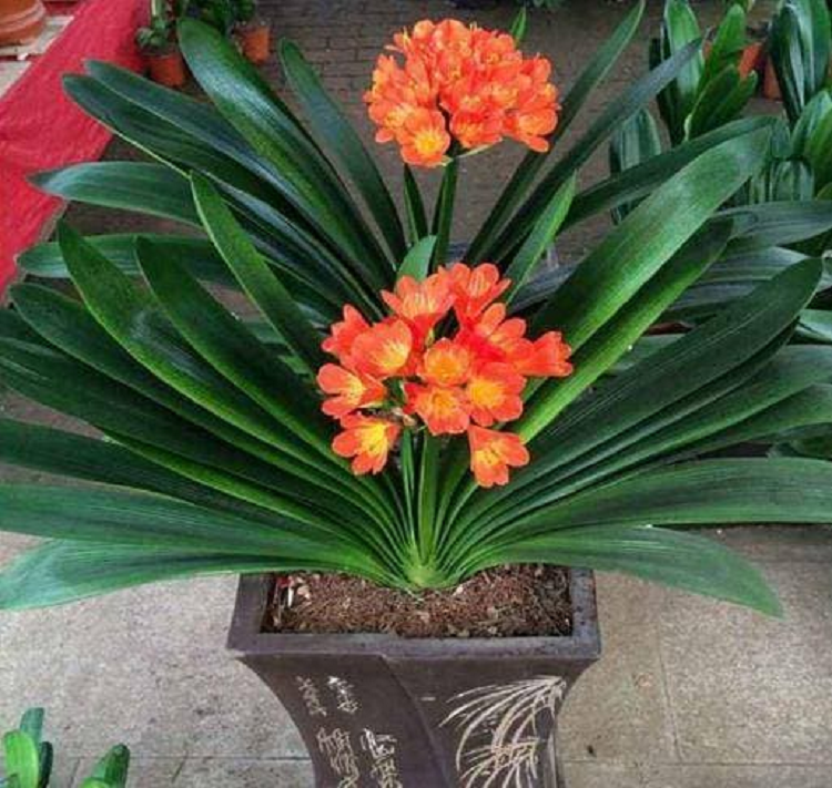 2 loai “cay may man” trong phong khach, tai loc vuong phat-Hinh-2