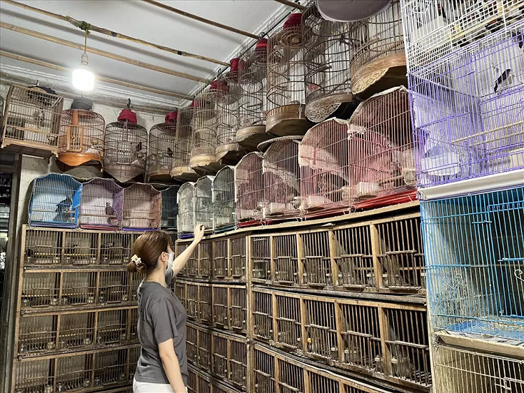 Can canh pho chim Ha Noi mua Vu Lan: Gia vot len cao gap 2, 3 lan