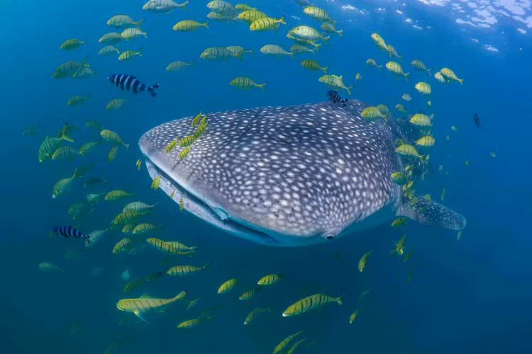 "To nhất" trong các loài cá mập là cá mập voi . Đây cũng là loài cá lớn nhất đại dương. Chúng ăn các sinh vật phù du, lọc thức ăn qua miệng. Loài cá mập này có thể to tới 40 ft. Ảnh: Clare Prebble.