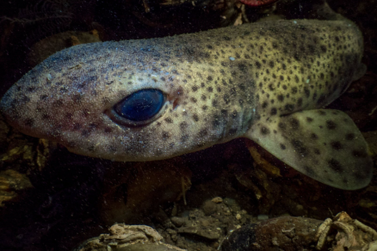 Cá mập mèo - loài cá mập "Yểu điệu nhất" sở hữu do đôi mắt giống như mắt mèo. Tất cả những chú cá mập mèo đều có một lớp tế bào phản chiếu phía sau võng mạc cho phép chúng nhìn rõ hơn ở vùng nước sâu, âm u. Ảnh: Mark Kirkland.