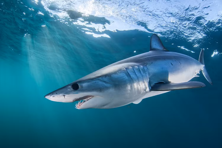 "Nhanh nhất" trong họ nhà cá mập là loài cá mập mako vây ngắn. Ảnh được chụp ở Cape Point, Nam Phi. Ảnh: Nature Picture Library. 