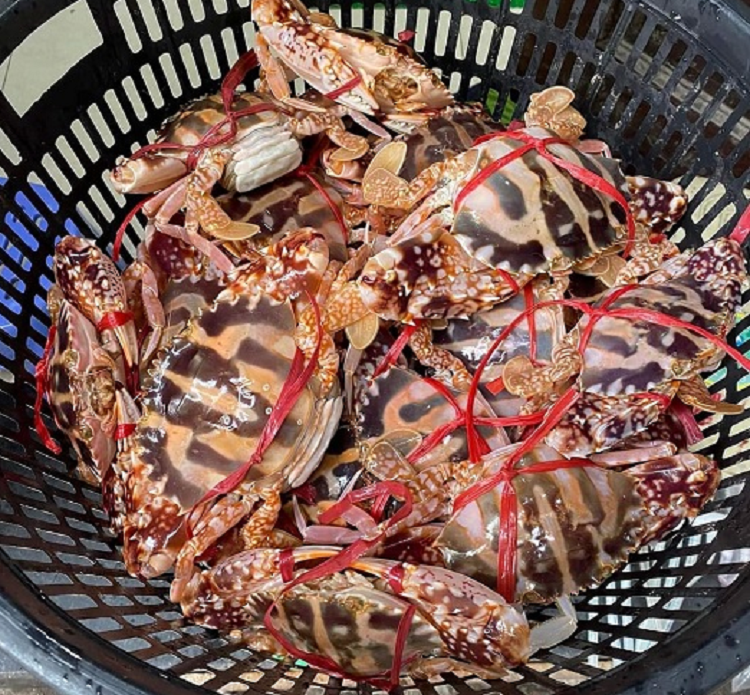 Ghe bong do ngap cho co gia re “bat ngo”, chi tu 160 nghin dong/kg-Hinh-2