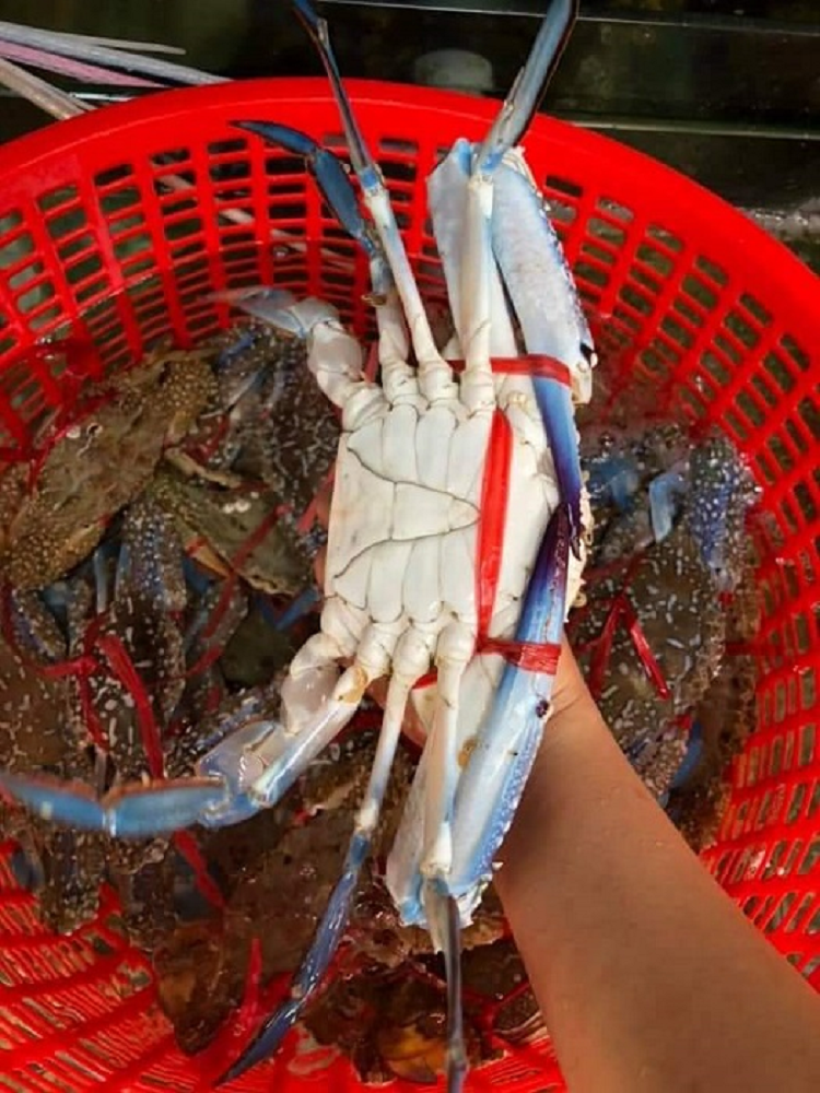 Ghe bong do ngap cho co gia re “bat ngo”, chi tu 160 nghin dong/kg