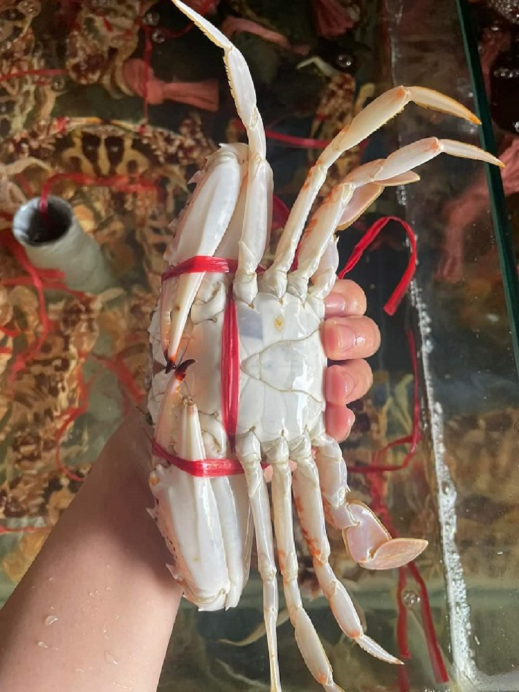 Ghe bong do ngap cho co gia re “bat ngo”, chi tu 160 nghin dong/kg-Hinh-3