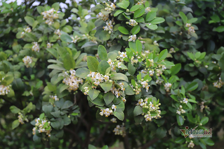 Mua 'se duyen' cuoi xuan, cho ngay thu ve 700 ty dong-Hinh-3