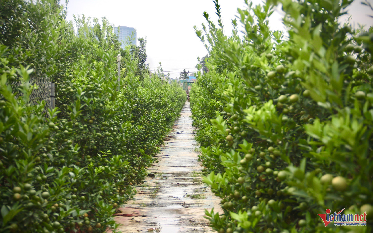 “Hàng hiếm” quất Bonsai có giá đắt đỏ, nhà vườn nhận cọc sớm “Hang hiem” quat Bonsai co gia dat do, nha vuon nhan coc som