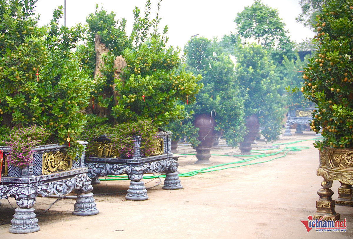 “Hàng hiếm” quất Bonsai có giá đắt đỏ, nhà vườn nhận cọc sớm - Hình 2 “Hang hiem” quat Bonsai co gia dat do, nha vuon nhan coc som-Hinh-2