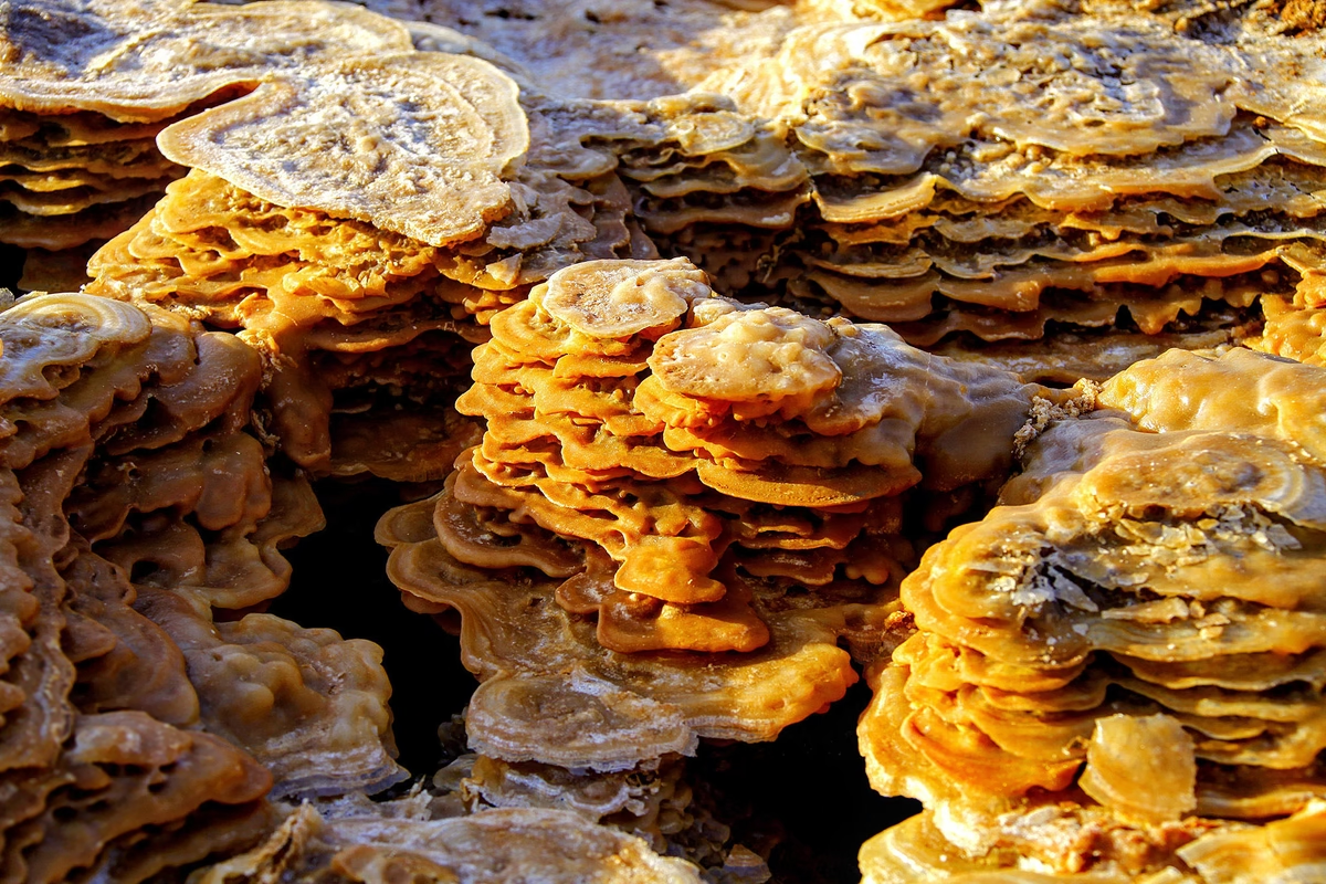 Các khoáng chất hình nấm ở vùng trũng Danakil.