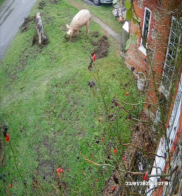 Ông Williams đã lắp đặt hệ thống camera giám sát để phát hiện sự "xâm nhập" của đàn lợn và cho biết thiệt hại cho bãi cỏ của ông sẽ tốn hơn 1.000 bảng Anh để sửa chữa.