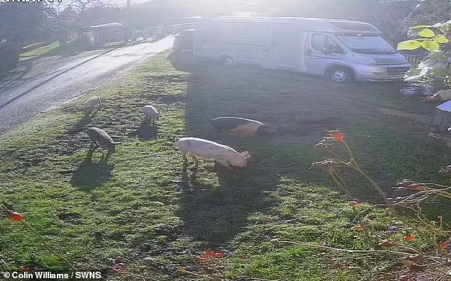 Đoạn video được đăng tải ghi lại cảnh đàn lợn phá hủy bãi cỏ nguyên sơ sau khi trốn thoát khỏi một trang trại gần đó. Mặc dù chúng thường xuyên bị vây bắt và trả lại cho trang trại, nhưng sau đó chúng lại trốn thoát và tới ngôi làng này quậy phá.