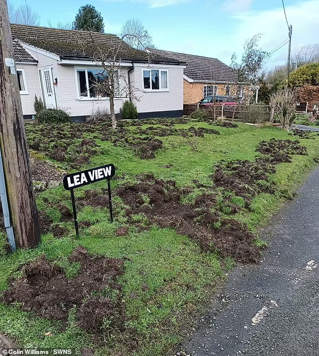 Tuy nhiên, ông Armiger cho rằng đàn lợn chỉ có thể trốn thoát được khỏi trang trại vì có người cố tình phá hàng rào nhốt chúng bên trong, và rằng ông chỉ là nạn nhân của hành vi phá hoại.