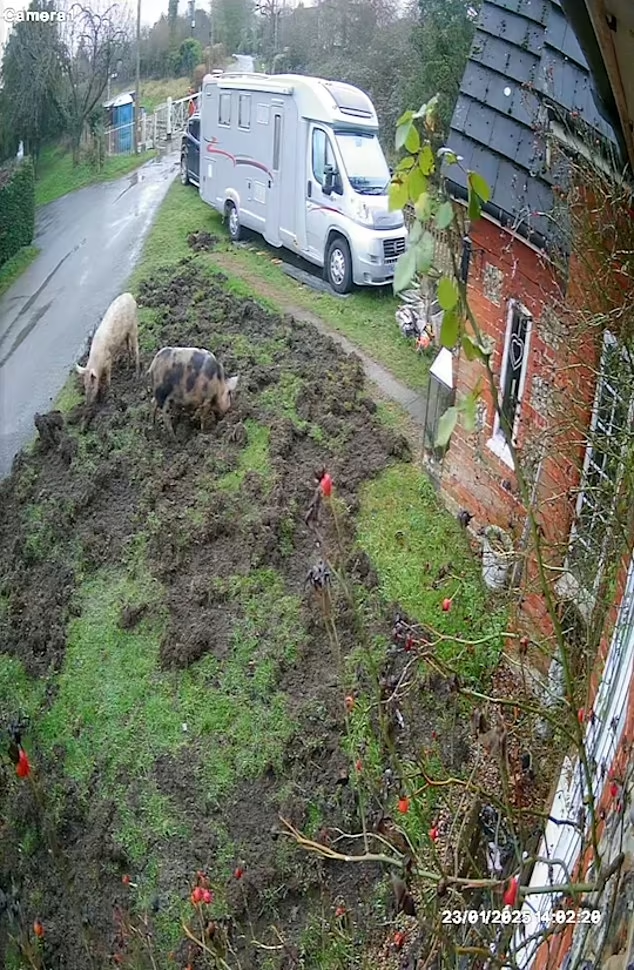 Colin Williams, người sống tại Crossing Keeper's Cottage, cho biết đàn lợn này đã thường xuyên lui tới nhà ông trong nhiều tháng.