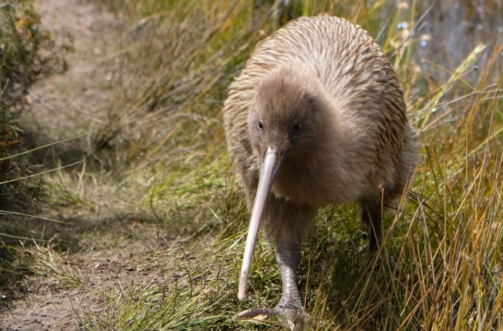 Chim kiwi, báu vật của người Maori, được công nhận là loài đặc hữu ở New Zealand. Ảnh: Shutterstock.