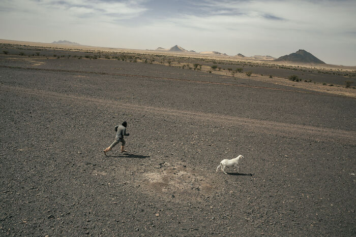 Khi tàu dừng lại một lúc, một số con cừu nhảy ra khỏi tàu và cố chạy thoát. Người chăn cừu vội vàng đuổi theo và cuối cùng bắt được nó.