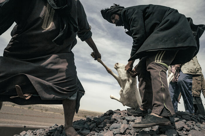 Một con dê chạy trốn bị những người chăn gia súc bắt và đưa trở lại toa tàu đã chất đầy quặng sắt.