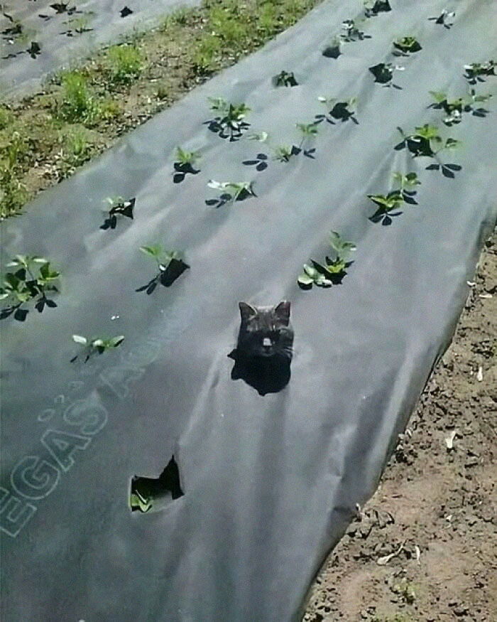 Một loại "rau" mới được trồng.