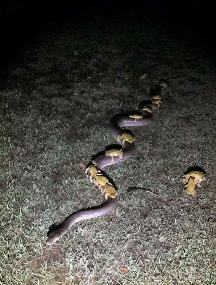 Rắn "cõng" ếch.