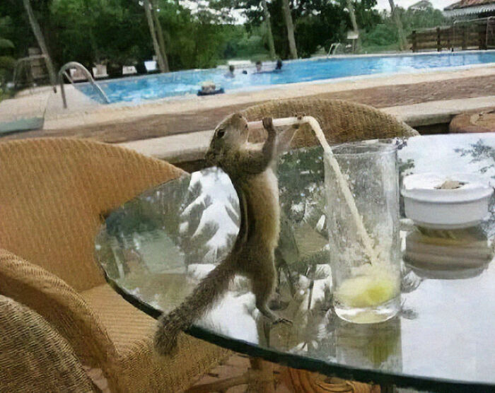 Chú sóc uống nước.