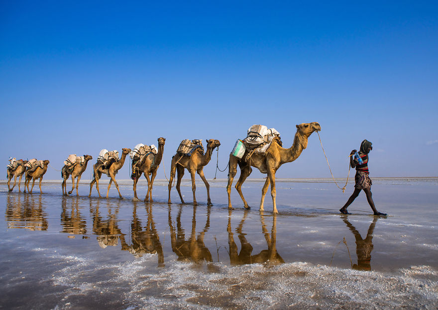 Lạc đà là một trong những phương tiện vận chuyển của người dân Afar.
