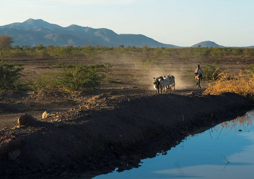 Đường ống chạy qua sa mạc để vận chuyển nước từ sông Awash đến các cánh đồng.