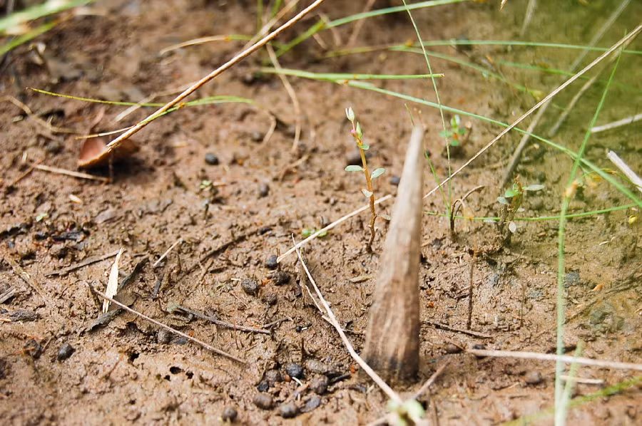 Họ đặt bẫy gai để bảo vệ lãnh thổ.
