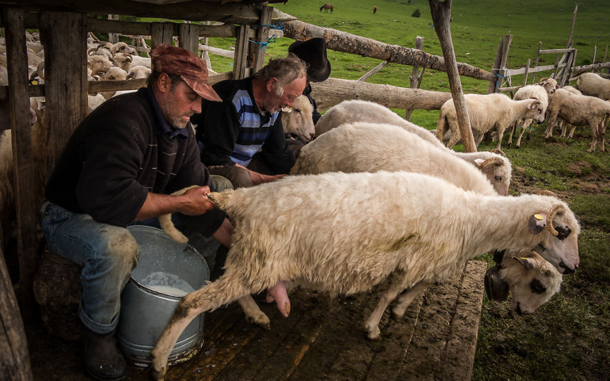 Trên núi cao, người nông dân vắt sữa cừu…