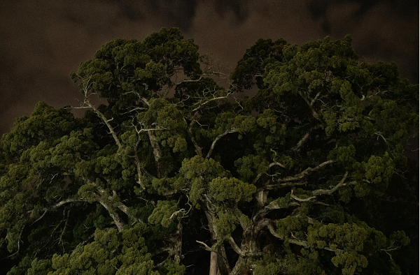 “Hon dao yeu tinh” - truyen thuyet ve quai vat rung ron o Nhat Ban-Hinh-4