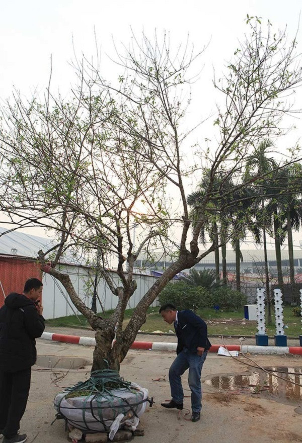 Nhìn bên ngoài cành đào chỉ như củi khô, phù hợp để đem đi luộc bánh chưng hơn là trưng trong nhà. Ngược lại, không ít độc giả sành đào thì cho rằng, mức giá vài chục triệu đồng đối với đào đá là hoàn toàn bình thường. Ảnh: Tổng hợp