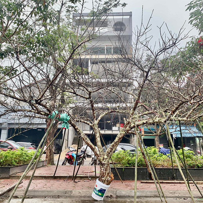 Vào mỗi dịp Tết là các mặt hàng Tết làm người tiêu dùng ngỡ ngàng khi giá cả cao hơn nhiều lần. Trước đó netizen cũng xôn xao trước hình ảnh cành đào nhìn không khác gì cành củi khô nhưng được trả giá 80 triệu đồng.