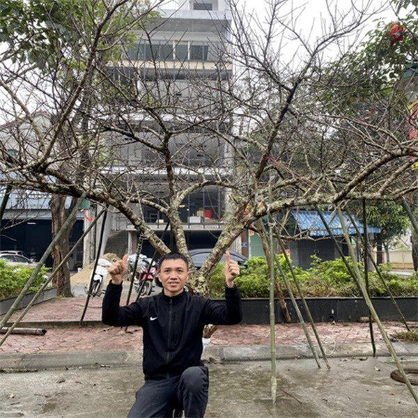 Sau khi được ngắm nhìn cành đào có giá 80 triệu đồng, nhiều người cho rằng chúng thật sự không xứng đáng với giá tiền.