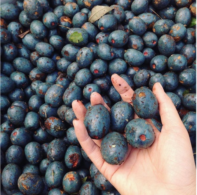 Thời gian gần đây cư dân mạng phát sốt với những video đến từ các TikToker làm về loại quả có hình bầu dục, chỉ nhỏ khoảng hai đầu ngón tay với lớp vỏ sẫm màu, thịt quả bên trong có màu vàng đặc trưng. Đó chính là món cọ ỏm.