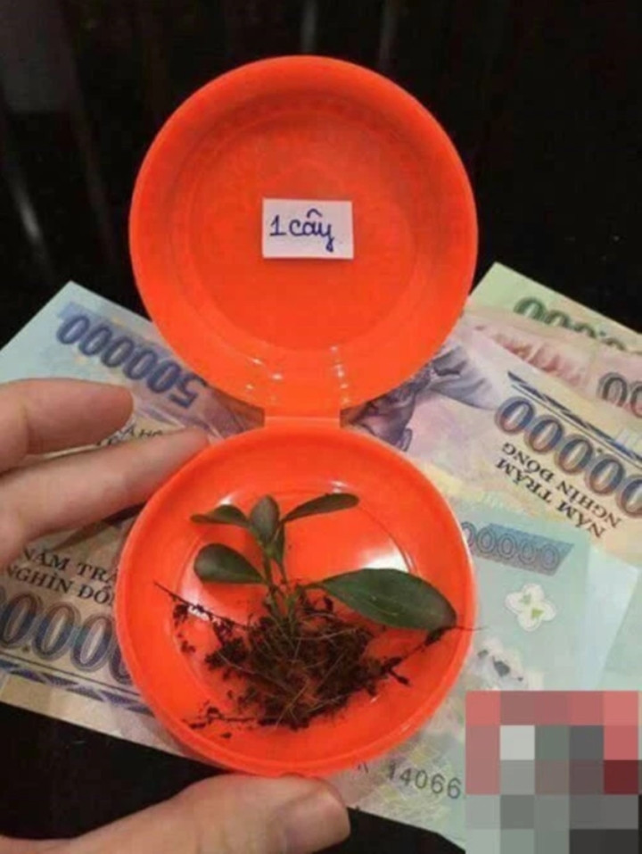 Chồng tặng luôn cho cả cây còn nguyên rễ thế này không biết nên vui hay nên buồn.