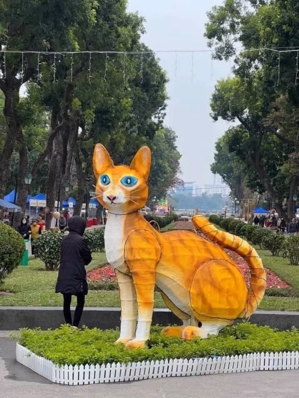 Thân hình gầy gò, ánh mắt hoang mang vô độ, chú mèo như đi lạc giữa công viên Thống Nhất - Hà Nội.