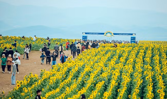 Vào dịp cận Tết Nguyên đán vườn hoa hướng dương này càng hút nhiều người đến check-in, chụp ảnh. Ảnh: Rạng Đông